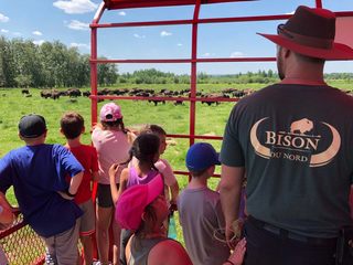 See bison in their natural environment