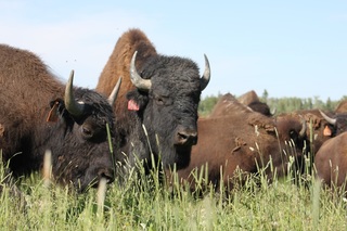 See bison up close at Bison du Nord