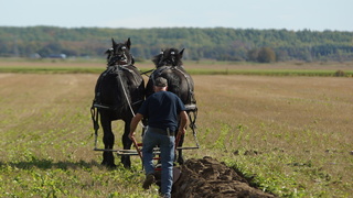 Horses plowing