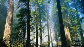 Hiking trails in white pine forest