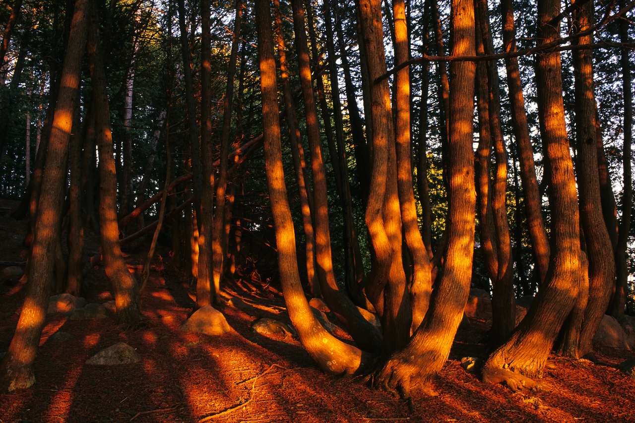 Forêt enchantée (enchanted forest), Fort Témiscamingue, Parks Canada