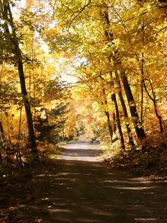 Hiking Trail under Fall Colours