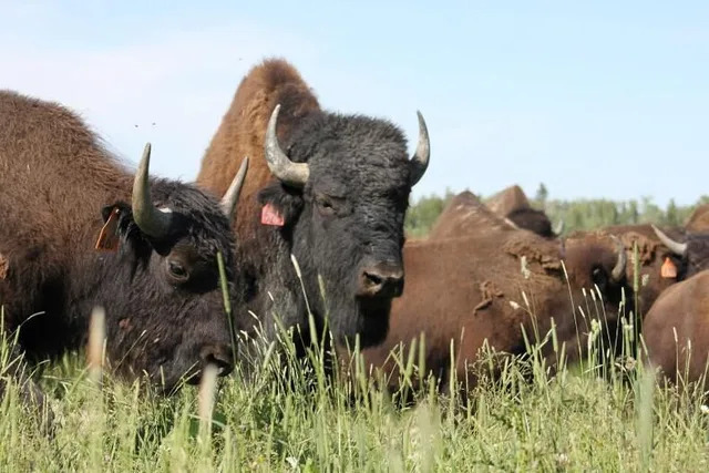 Bison du Nord