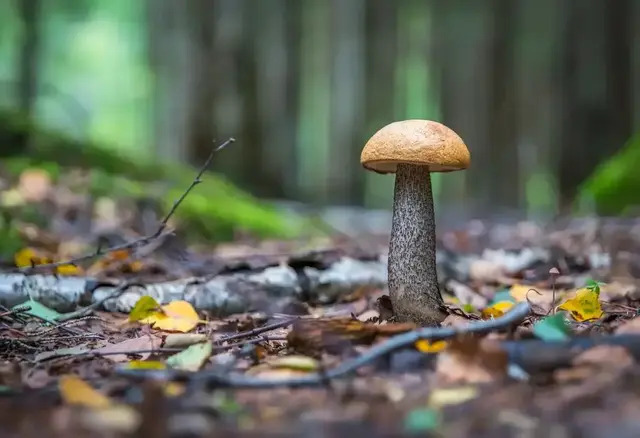 Offering mycotourism packages